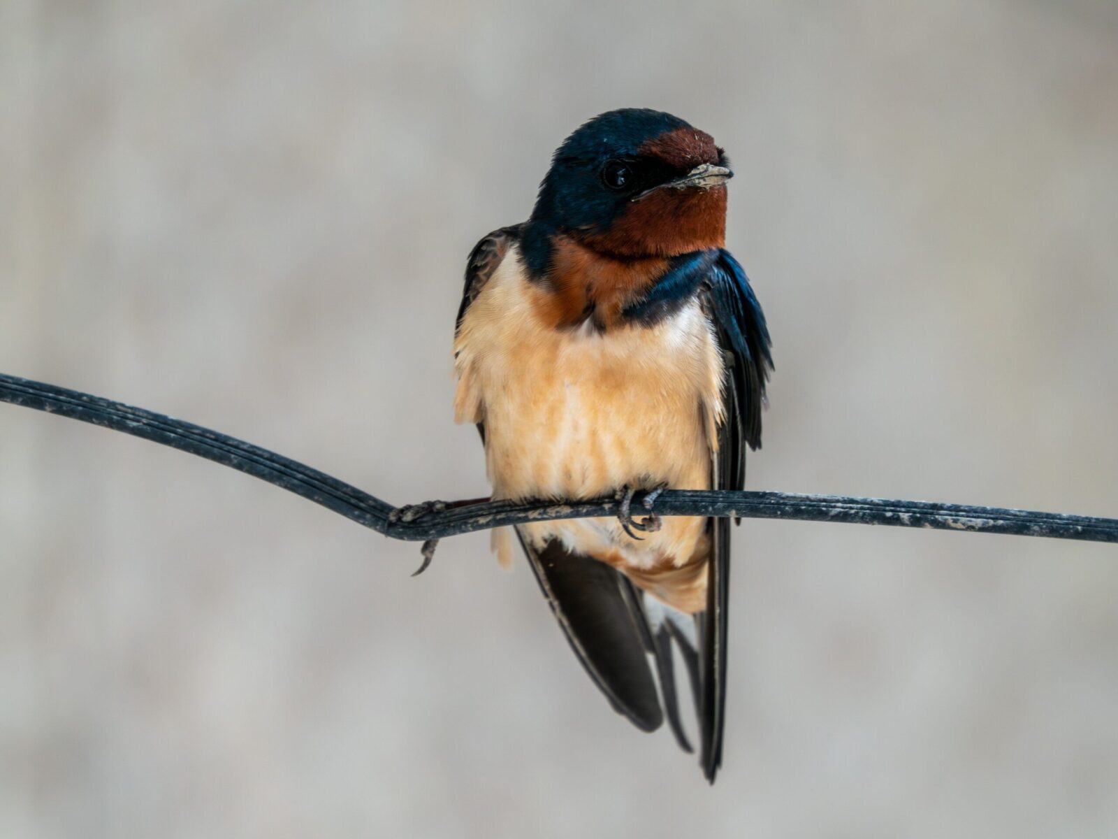 A detailed shot of a barn swallow (Hirundo rustica) perched gracefully on a wire.